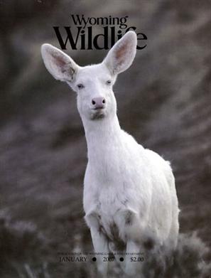 Wyoming Wildlife
